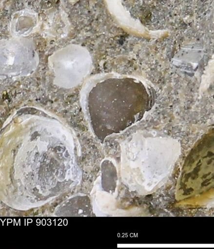 Corbulamella sp.