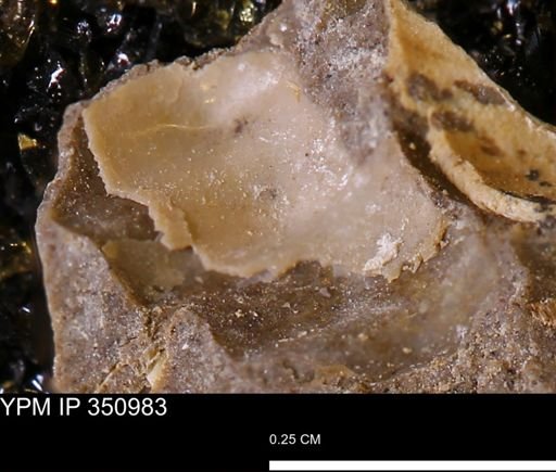 undet. Mollusca