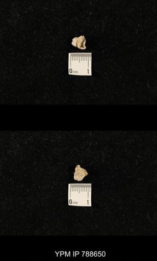 undet. Brachiopoda