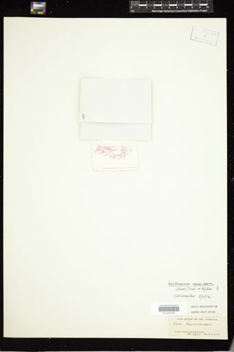 Antithamnion americanum