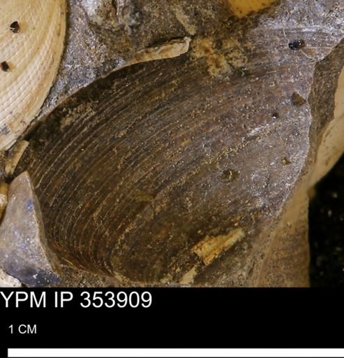 Limopsis striatopunctatus