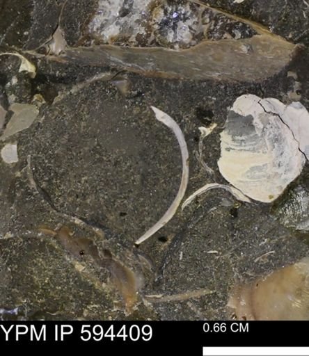 undet. Bivalvia