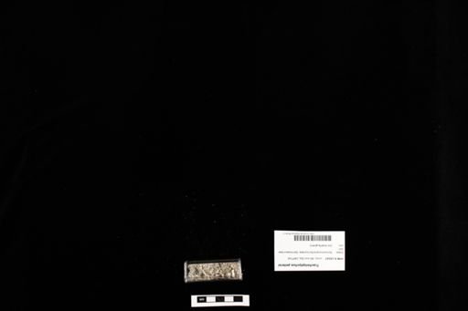Tracheloptychus petersi