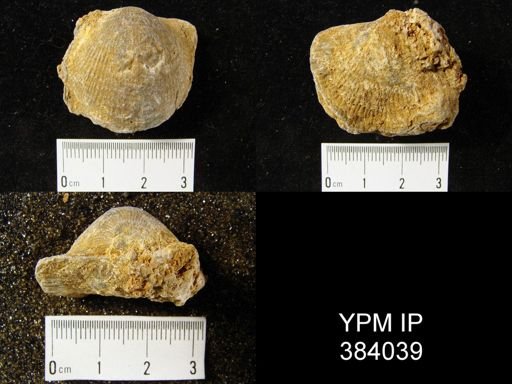 Atrypa reticularis