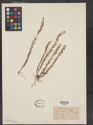 Polygala polygama