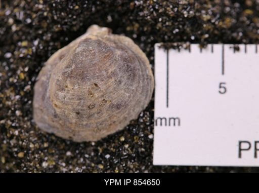 Limopsis striatopunctatus