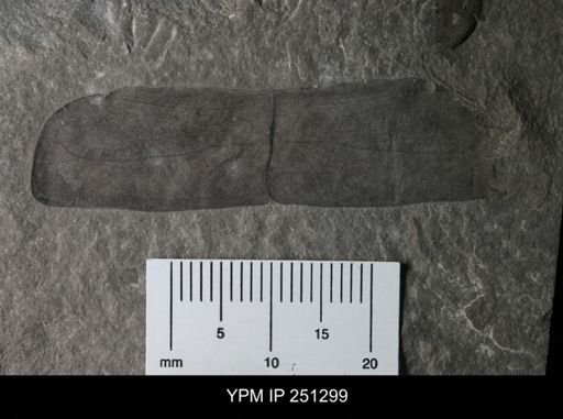 undet. Eurypterida