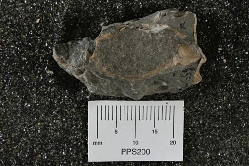 Mollusca