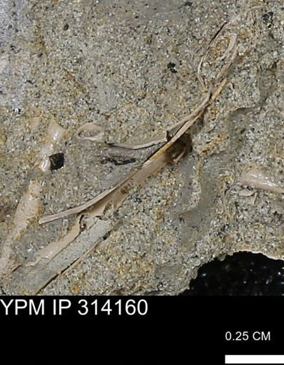 undet. Scaphopoda