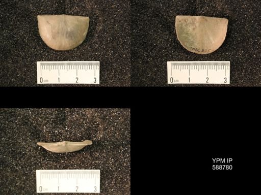 Strophomena planumbona
