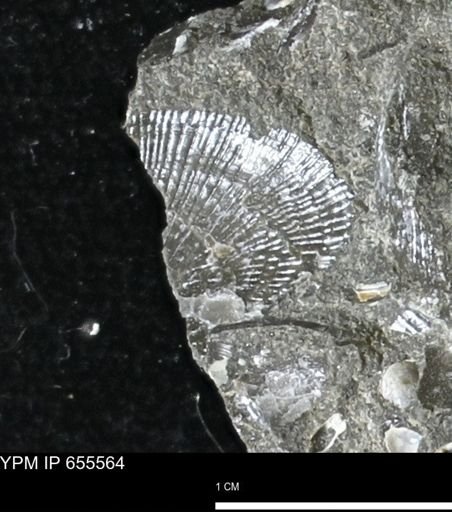 Oxytoma (Hypoxytoma) nebrascana