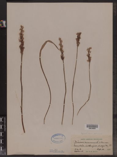 Ibidium cernuum