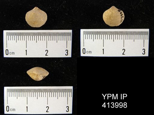 Athyris sp.