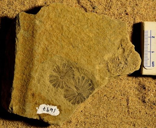 Annularia stellata