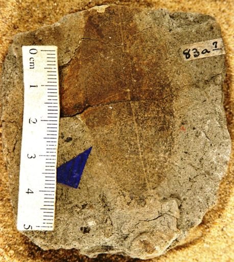 Laurophyllum dubiosum