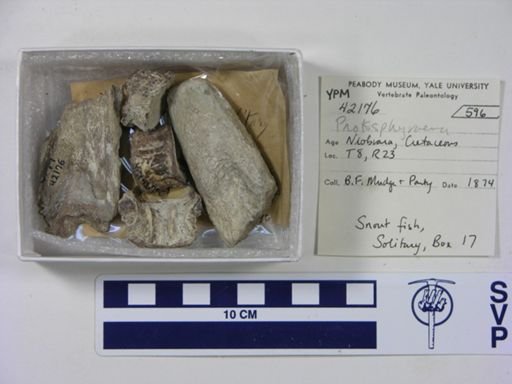 Protosphyraena sp.