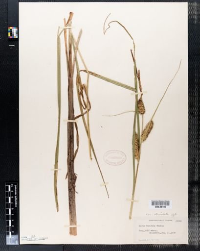 Carex rostrata