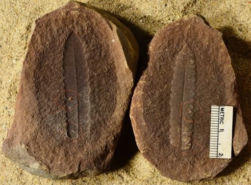 Pecopteris