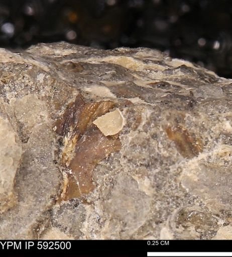 undet. Mollusca