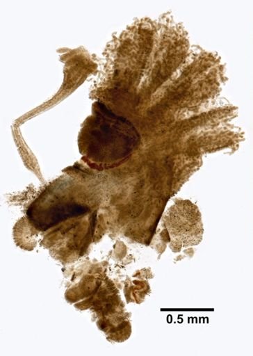 Cephalodiscus nigrescens