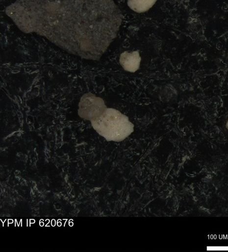 undet. Foraminiferida