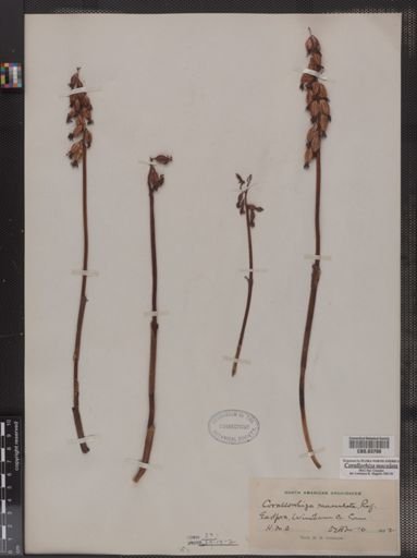 Corallorhiza maculata