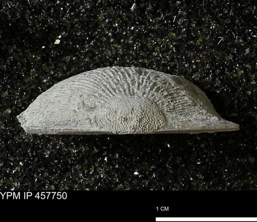 Strophodonta sp.
