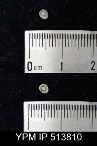 Pholidops hamiltoniae