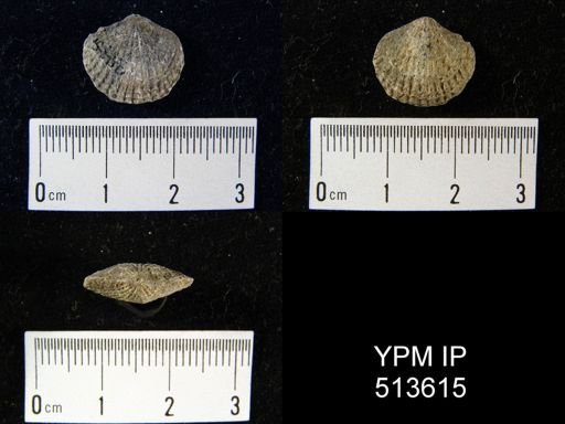Atrypa hystrix