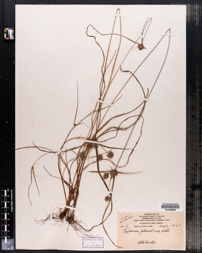 Cyperus filiculmis