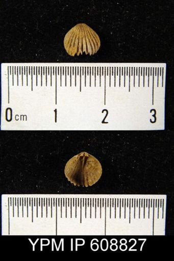 Rhynchonella sp.