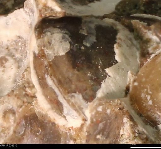 Corbulamella gregaria