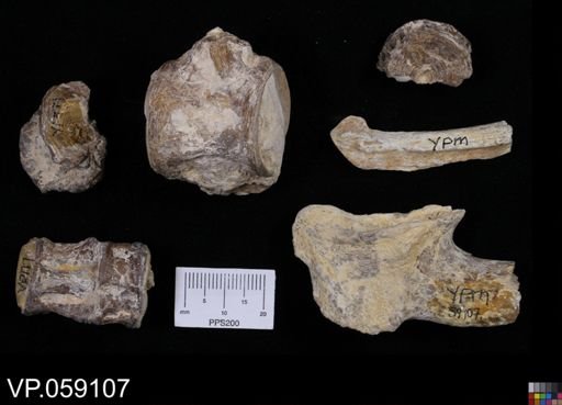 undet. Actinopterygii