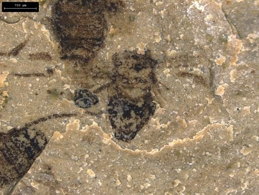 taxon undetermined