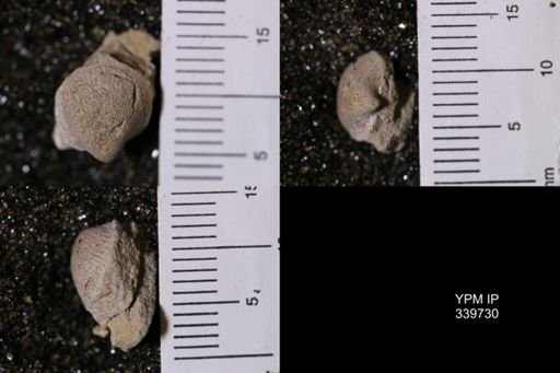 Cardium whitei