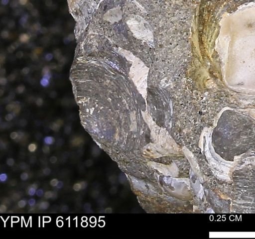 Protocardia sp.
