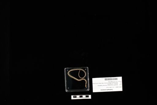 Carphophis amoenus