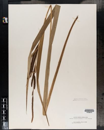Carex amplifolia