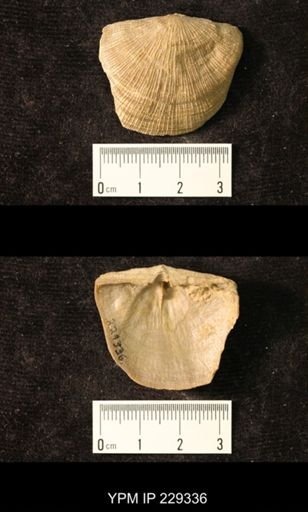 Derbya crassa texana