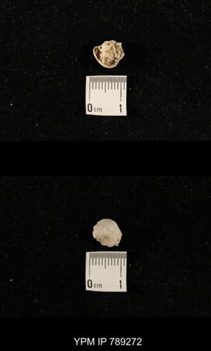 undet. Brachiopoda