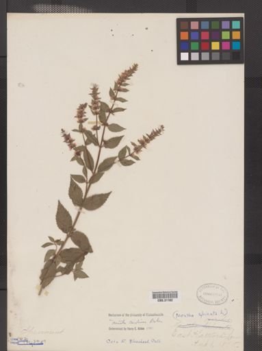 Mentha cardiaca
