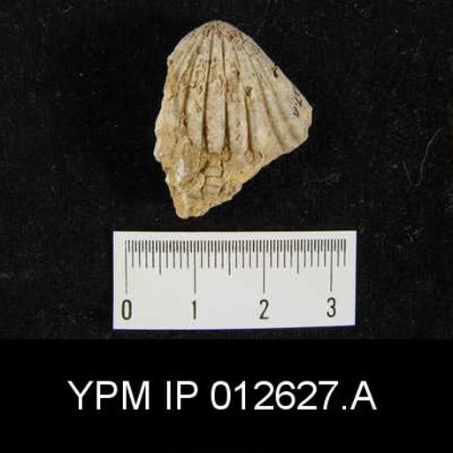 Camarophoria venusta