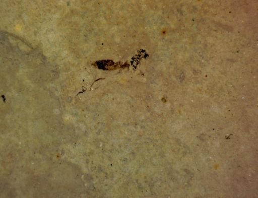 undet. Hexapoda