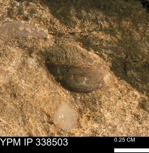 undet. Bivalvia