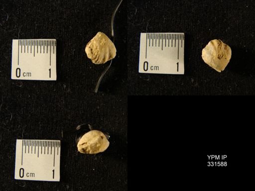 undet. Rhynchonellida