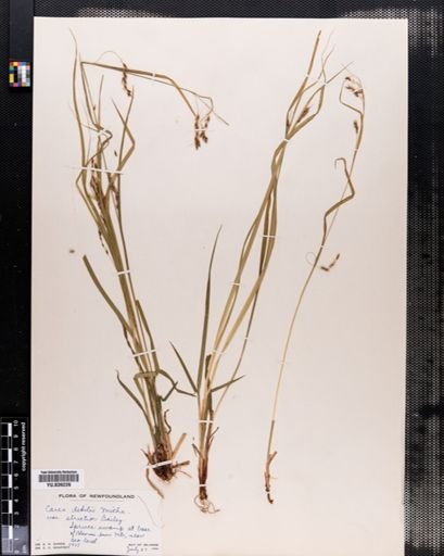 Carex debilis