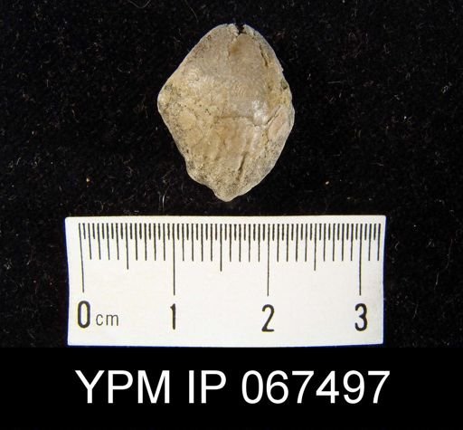 Lissopleura oklahomaensis