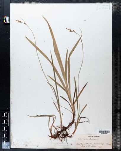 Carex pubescens