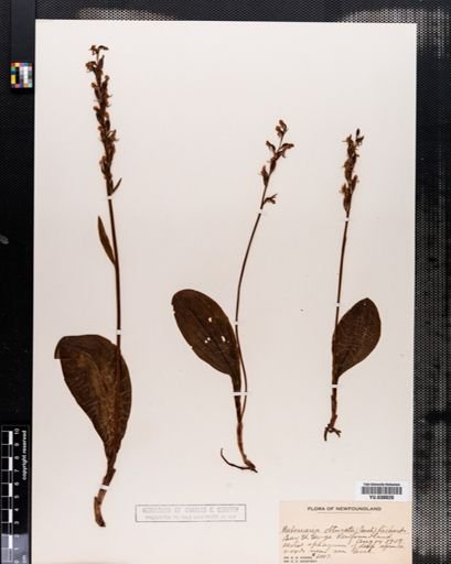 Habenaria