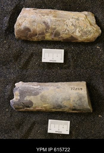 Baculites sp.